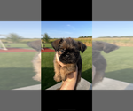 Small #1 Brussels Griffon