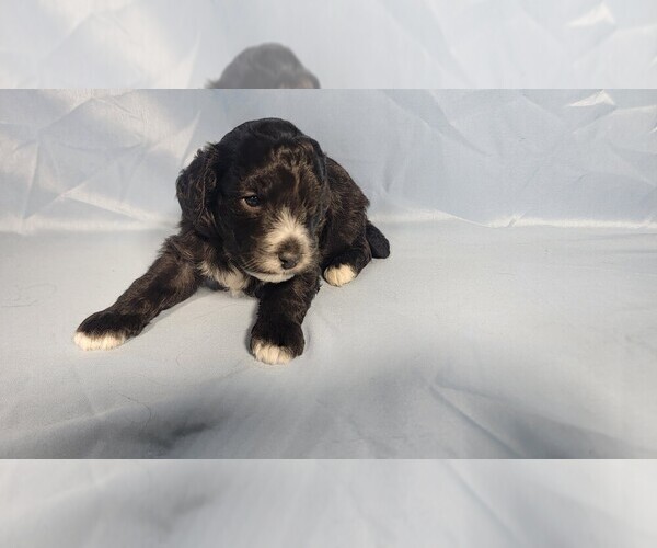 Medium Photo #5 Bernedoodle (Miniature) Puppy For Sale in PEYTON, CO, USA