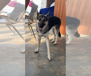 Father of the Bulldog-German Shepherd Dog Mix puppies born on 06/06/2025