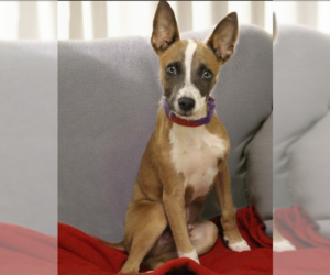 Rat Terrier-Unknown Mix Dogs for adoption in Cranston, RI, USA