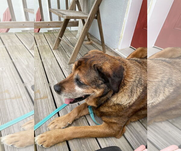 Medium Photo #23 Mutt Puppy For Sale in Mount Laurel, NJ, USA