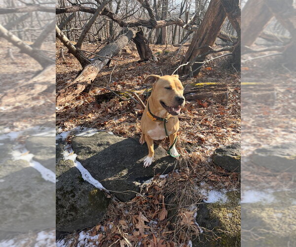 Medium Photo #4 Mutt Puppy For Sale in Brewster, NY, USA