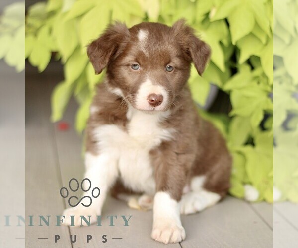 Medium Photo #2 Border Collie Puppy For Sale in QUARRYVILLE, PA, USA