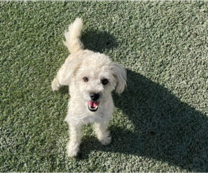 Mutt Dogs for adoption in Cranston, RI, USA