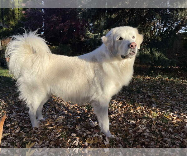 Medium Photo #7 Great Pyrenees Puppy For Sale in Bountiful, UT, USA
