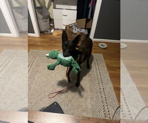 Holland Shepherd Dogs for adoption in Imlay City, MI, USA