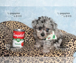 Small #4 Poodle (Toy)