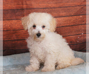 Bichpoo Puppy for sale in PENNS CREEK, PA, USA