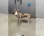 Small Siberian Husky Mix