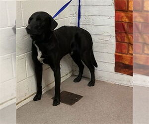 Labrador Retriever Dogs for adoption in San Bernardino, CA, USA