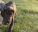 Small Photo #8 Great Dane Puppy For Sale in Elroy, WI, USA