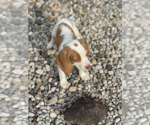 Medium Photo #7 Beagle Puppy For Sale in WEST LIBERTY, KY, USA