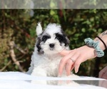 Small #7 ShihPoo