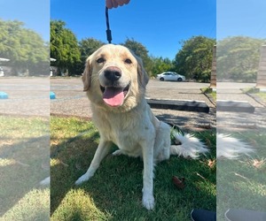 Golden Retriever-Unknown Mix Dogs for adoption in San Diego, CA, USA