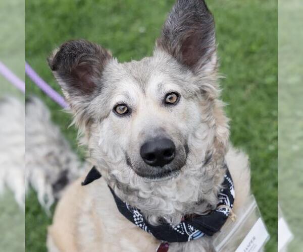 Medium Photo #50 Mutt Puppy For Sale in San Diego, CA, USA