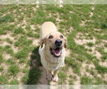 Small #1 Labrador Retriever