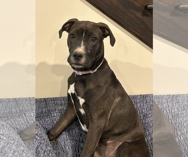 Medium Photo #7 American Pit Bull Terrier-Unknown Mix Puppy For Sale in Hillsboro, MO, USA