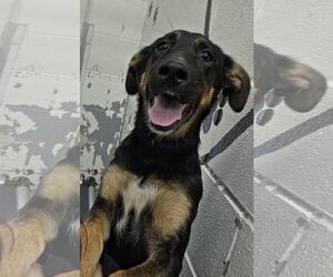 German Shepherd Dog-Unknown Mix Dogs for adoption in Rustburg, VA, USA