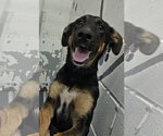 Small German Shepherd Dog Mix