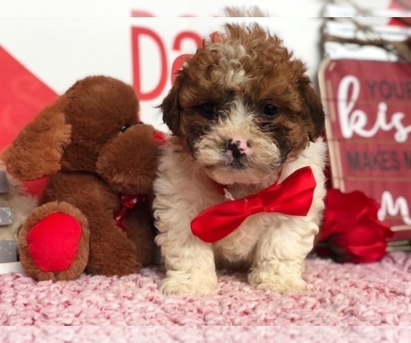 Medium Photo #1 Zuchon Puppy For Sale in CLAY, PA, USA