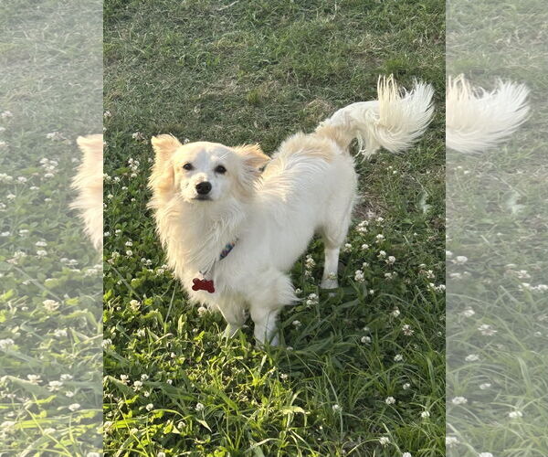 Medium Photo #2 Chiranian Puppy For Sale in Pacolet, SC, USA