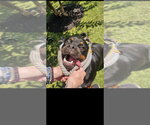 Small #2 Rottweiler