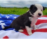Puppy Skipper Border Collie