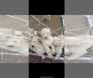 Goldendoodle Dog for Adoption in SAN BERNARDINO, California USA