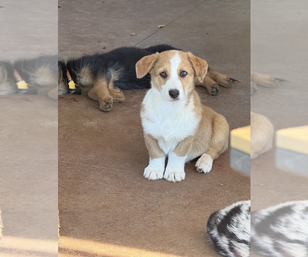 Medium Photo #1 Cowboy Corgi Puppy For Sale in ARDMORE, OK, USA