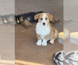 Medium Cowboy Corgi