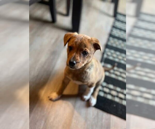 Medium Photo #2 Mountain Cur-Unknown Mix Puppy For Sale in New London, WI, USA