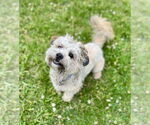 Small #3 Shih Tzu Mix