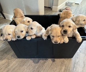 Golden Retriever Litter for sale in ELK GROVE, CA, USA