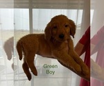 Small Photo #2 Golden Retriever Puppy For Sale in YAKIMA, WA, USA