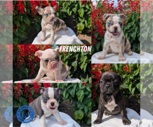 Faux Frenchbo Bulldog Puppy for Sale in GOSHEN, Indiana USA