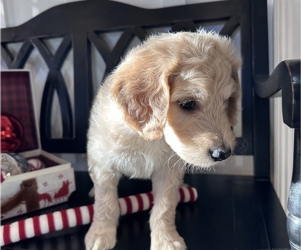 Medium Photo #4 Goldendoodle Puppy For Sale in DAWSONVILLE, GA, USA