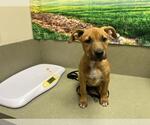 Small Bullboxer Pit