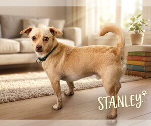 Stanley - Male Chihuahua Dog for Adoption - Photo #3