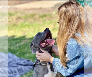 Gigi - Female American Staffordshire Terrier Dog for Adoption - Photo #10