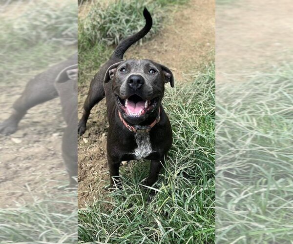 Medium Photo #17 American Staffordshire Terrier-Unknown Mix Puppy For Sale in Calhoun, GA, USA