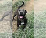 Small #16 American Staffordshire Terrier Mix