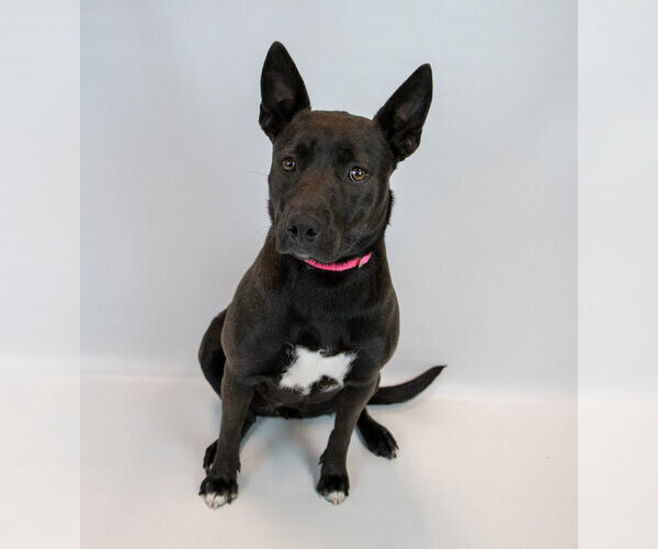 Medium Photo #6 Bulldog-Labrador Retriever Mix Puppy For Sale in Kennesaw, GA, USA