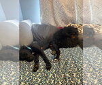 Small Photo #3 Labrador Retriever-Unknown Mix Puppy For Sale in Fort Collins, CO, USA