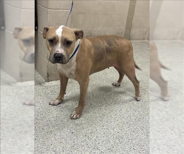 Medium Photo #1 American Pit Bull Terrier-Unknown Mix Puppy For Sale in Conroe, TX, USA
