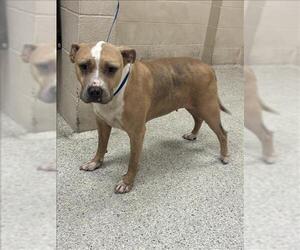 American Pit Bull Terrier-Unknown Mix Dogs for adoption in Conroe, TX, USA