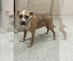 Small American Pit Bull Terrier Mix