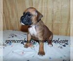 Small #2 Boxer