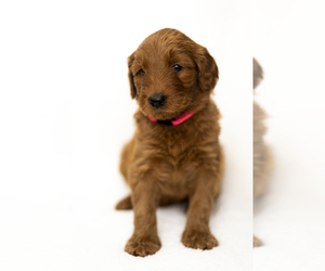 Goldendoodle Puppy for sale in PELICAN RAPIDS, MN, USA
