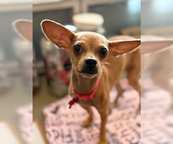 Medium Photo #2 Chihuahua Puppy For Sale in San Diego, CA, USA