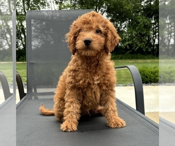 Medium Photo #4 Goldendoodle (Miniature) Puppy For Sale in FRANKLIN, IN, USA